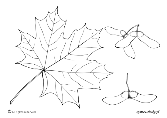 Norway maple – autumn coloring pages for kids
