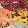 Dary jesieni - suszone owoce drzew z polskich lasów i parków jako tablica edukacyjna dla dzieci - makieta DIY