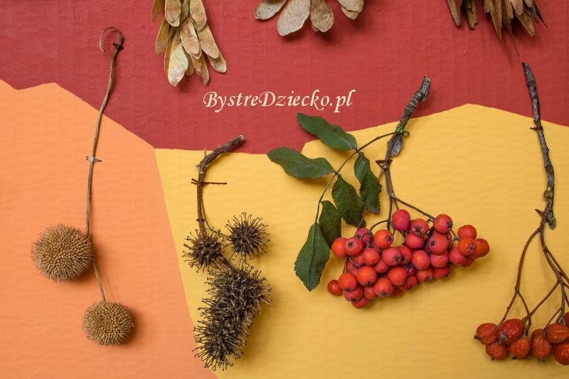 Dary jesieni - suszone owoce drzew z polskich lasów i parków jako tablica edukacyjna dla dzieci - makieta DIY